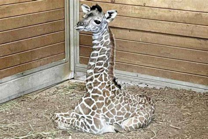 April The Giraffe’s Newborn Calf — PICS