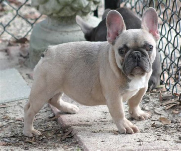 Brandon &lsquo;Frenchie&rsquo; French
