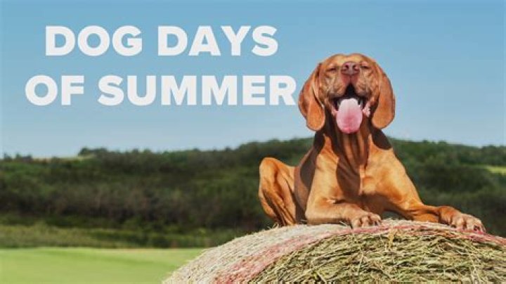 Dog Days