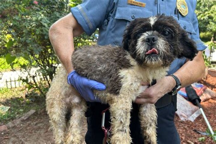 Dog Neglect Investigation Has Her Heartbroken — They’re Her Kids – Hollywood Life