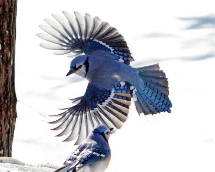 jay