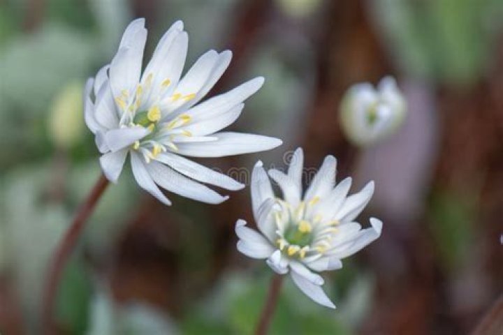 &lsquo;Holly Star&rsquo;