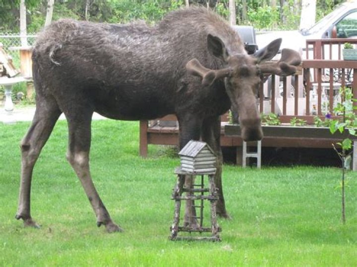 Moose