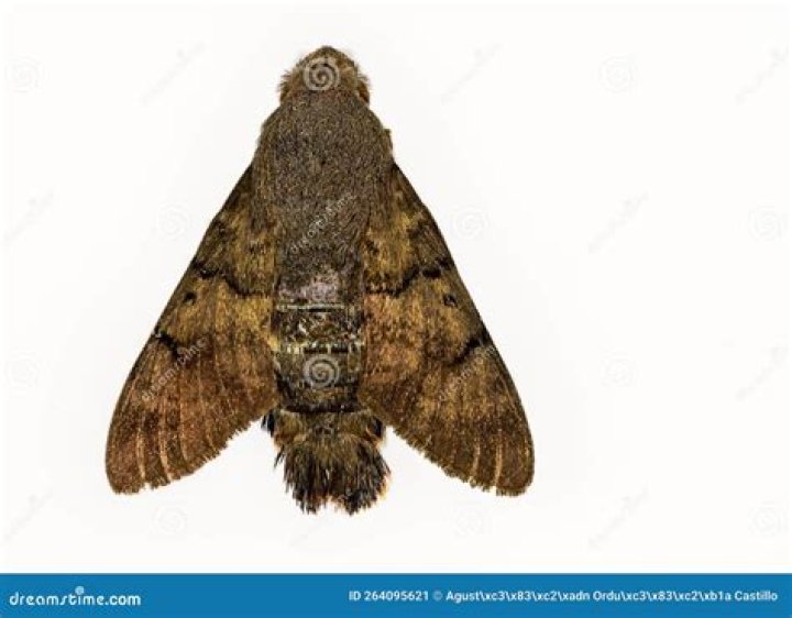 Moth