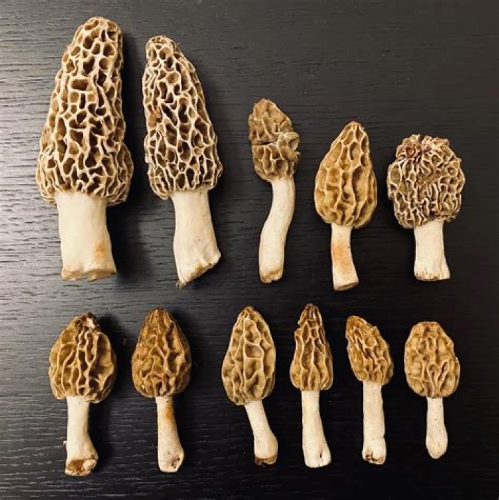 Mushroom
