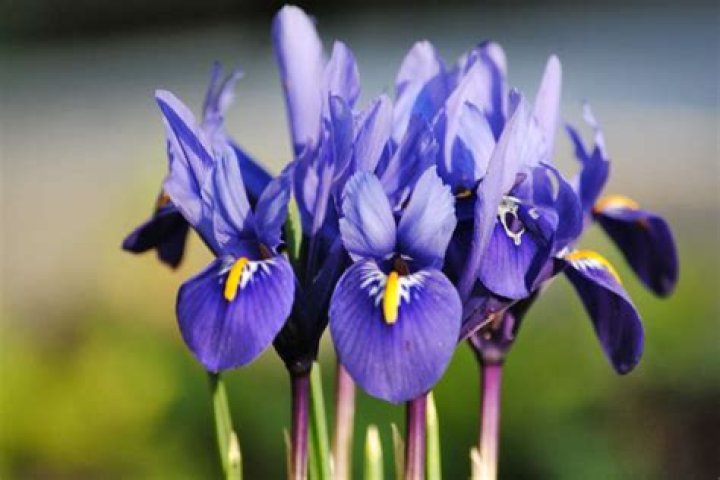 Ozora In Iris
