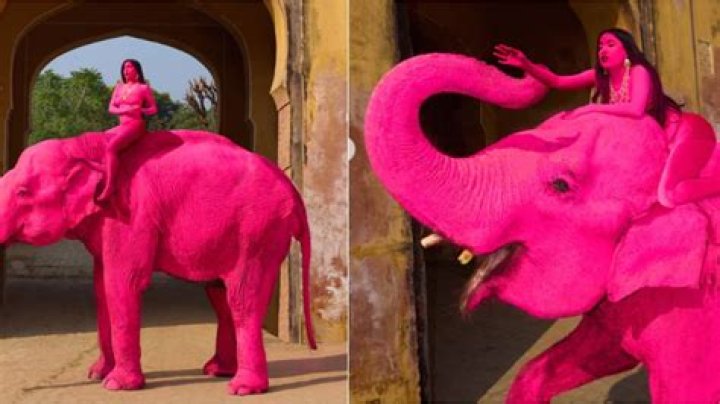 Pink Naked PETA