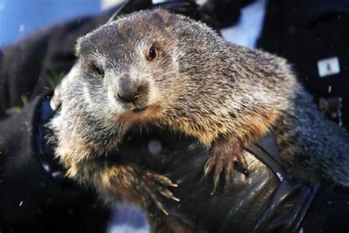 Punsxutawney Phil looks out at the crowd during the Groundhog Day celebration at Gobblers Knob in Punxsutawney, Pennsylvania, USA, 02 February, 2020. Punxsutawney Phil, the weather predicting groundhog, did not see his shadow and predicted an early spring. Punxsutawney Phil predicts the Weather on Groundhog Day, USA - 02 Feb 2020