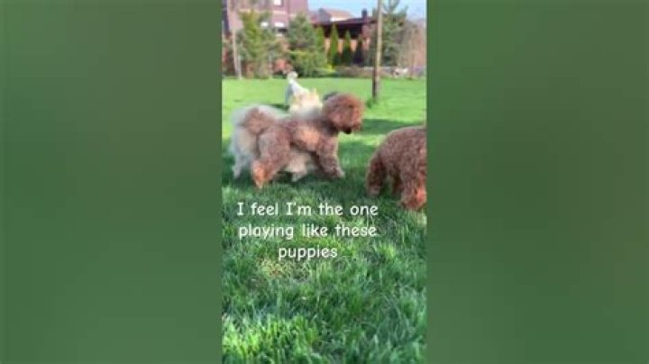 Puppies playing on the field for Puppy Bowl XVI.
