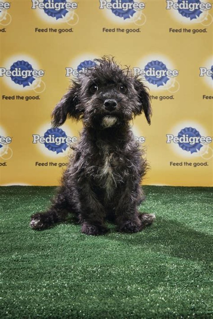 Puppy Bowl 2018: See The Paw-some Pooches Playing In This Year&rsquo;s Event