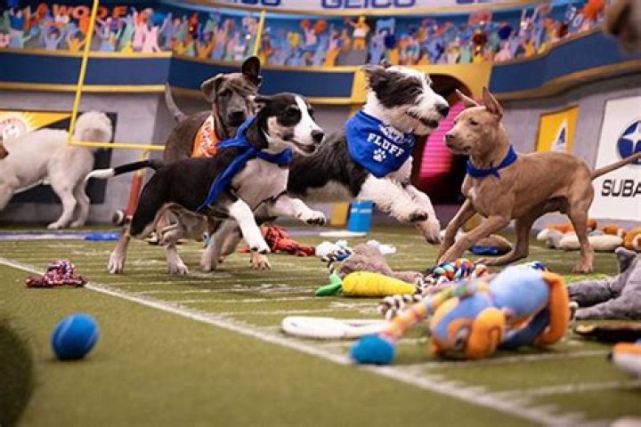 Puppy Bowl 2020: Fall In Love With All The Very Good Doggos Competing This Year