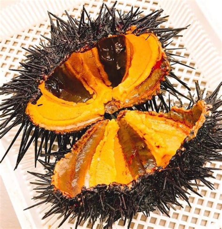 Santa Barbara Sea Urchin