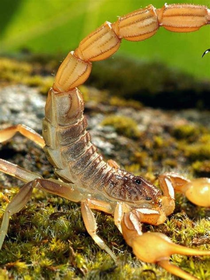 Scorpion