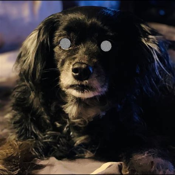 Simon Cowell Hypnotized Dog