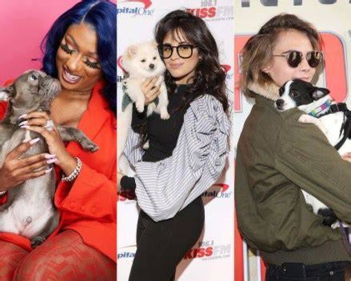 Stars With Their Pooches, Puppies, & Doggos – Hollywood Life