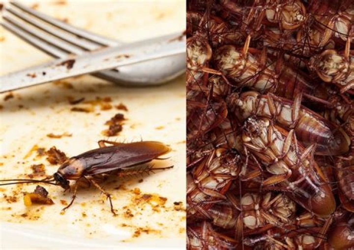 ‘The Talk’ Fans React To Massive Cockroach Behind Sheryl Underwood – Hollywood Life