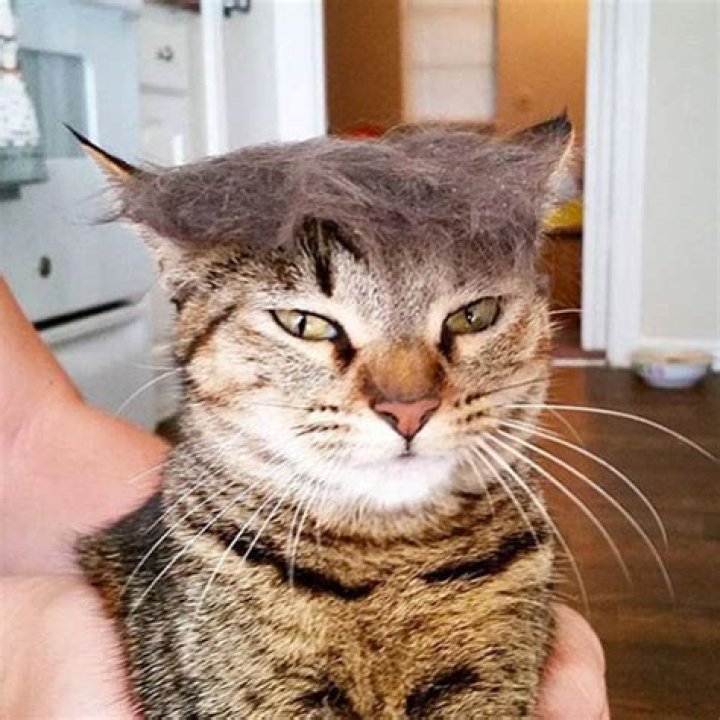 trump-your-cat-2