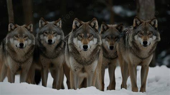 Wolf Pack